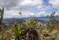 Frailejon plant. A endemic plant of colombian paramo with andes mountains, blue sky and green valley countryfield at background