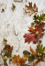 Frame of acorns & fall leaves on rustic white wood Royalty Free Stock Photo