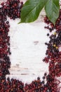 Frame of autumn fresh elderberry with leaf and copy space for text Royalty Free Stock Photo