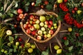 Frame of autumn fruits, apples and pears wooden background. Copy space. Harvest concept. A basket full of fruit