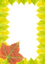 Frame (Autumn leaves) Royalty Free Stock Photo