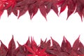 Frame of autumn red leaves. Fall maple leaves border on white Royalty Free Stock Photo