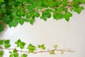 Frame backround with virginia creeper or poisoned ivy on the gray stone Royalty Free Stock Photo