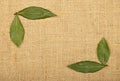 Frame of bay leaves on burlap jute canvas Royalty Free Stock Photo