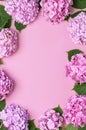 Frame of Beautiful flowers of pink hydrangea with green leaves on pink background top view flat lay copy space. Flower card. Royalty Free Stock Photo