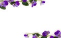 Frame of beautiful flowers viola tricolor  pansy  on a white background with space for text. Top view, flat lay Royalty Free Stock Photo