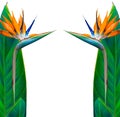 frame of bird of paradise flowers on a white background Royalty Free Stock Photo