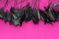 Frame of black feathers on a Pink background. Emo style frame made of boa feather scarf isolated on purple. exotic soft beautifu Royalty Free Stock Photo