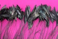 Frame of black feathers on a Pink background. Emo style frame made of boa feather scarf isolated on purple. exotic soft beautifu Royalty Free Stock Photo