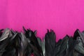 Frame of black feathers on a Pink background. Emo style frame made of boa feather scarf isolated on purple. exotic soft beautifu Royalty Free Stock Photo