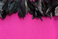 Frame of black feathers on a Pink background. Emo style frame made of boa feather scarf isolated on purple. exotic soft beautifu Royalty Free Stock Photo