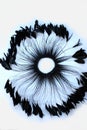 Frame of black feathers on a white background. Emo style frame made of boa feather scarf isolated on white. exotic soft beautifu Royalty Free Stock Photo