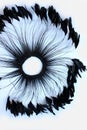 Frame of black feathers on a white background. Emo style frame made of boa feather scarf isolated on white. exotic soft beautifu Royalty Free Stock Photo