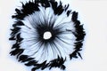 Frame of black feathers on a white background. Emo style frame made of boa feather scarf isolated on white. exotic soft beautifu Royalty Free Stock Photo