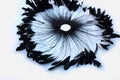 Frame of black feathers on a white background. Emo style frame made of boa feather scarf isolated on white. exotic soft beautifu Royalty Free Stock Photo