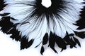 Frame of black feathers on a white background. Emo style frame made of boa feather scarf isolated on white. exotic soft beautifu