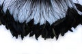 Frame of black feathers on a white background. Emo style frame made of boa feather scarf isolated on white. exotic soft beautifu Royalty Free Stock Photo