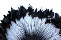 Frame of black feathers on a white background. Emo style frame made of boa feather scarf isolated on white. exotic soft beautifu Royalty Free Stock Photo