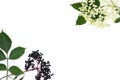 Frame of blossom and fruit black elderberry Sambucus nigra on a white background with space for text. Common names: black elder. Royalty Free Stock Photo