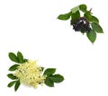 Frame of blossom and fruit black elderberry Sambucus nigra on a white background with space for text. Common names: elder, black Royalty Free Stock Photo