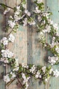 Frame of blossoming apple tree branches on old wooden background Royalty Free Stock Photo