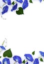 Frame of blue flowers Ipomoea  bindweed, moonflower, morning glories  on a white background with space for text Royalty Free Stock Photo