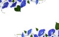 Frame of blue flowers Ipomoea  bindweed, moonflower, morning glories  on a white background with space for text Royalty Free Stock Photo