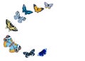 frame of blue, gray, orange, brown butterflies set isolated on white background Royalty Free Stock Photo