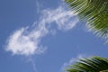 Frame with a blue sky and palm leafes