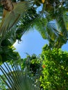 The frame of blue sky is surrounded by tropical plants with flowers and palm trees Royalty Free Stock Photo