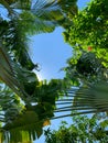 The frame of blue sky is surrounded by tropical plants and palm trees Royalty Free Stock Photo