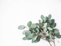 Frame or border of fresh green leaves and branches eucalyptus on a white background. Botany composition flat lay. Top view. Copy Royalty Free Stock Photo