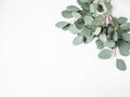 Frame or border of fresh green leaves and branches eucalyptus on a white background. Botany composition flat lay. Top view. Copy Royalty Free Stock Photo