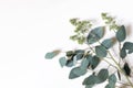 Frame, border made of green berry Eucalyptus populus leaves. Tree branches isolated on white table background. Floral