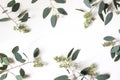 Frame, border made of green berry Eucalyptus populus leaves. Tree branches isolated on white table background. Floral Royalty Free Stock Photo