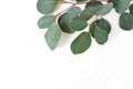 Frame, border made of green Eucalyptus populus leaves and branches on white background. Floral closeup composition Royalty Free Stock Photo