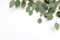 Frame, border made of green Silver dollar Eucalyptus cinerea leaves and branches on white background. Floral composition Royalty Free Stock Photo