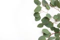 Frame, border made of green Silver dollar Eucalyptus cinerea leaves and branches on white background. Floral composition Royalty Free Stock Photo