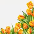 frame of bouquet of yellow tulips over white background