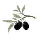 Frame with branch of olives isolated on white background. Illustration.