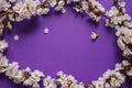 Branches of blossoming apricot with violet background. Spring flowers. Top view