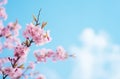 Frame of branches of blossoming pink sakura macro 1690445273336 7 Royalty Free Stock Photo