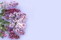 frame of branches and flowers of lilac on a pink background. Royalty Free Stock Photo
