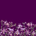 The frame of the branches with purple hosta flower. Lilies. Hosta ventricosa minor, asparagaceae family. Royalty Free Stock Photo