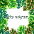 Frame of bright tropical leaves, floral background from monstera leaves, white background