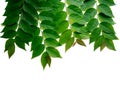 Frame with bunch of green star gooseberry leafs isolated on whi