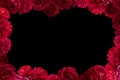 Frame with bush of red rose flowers background isolated Royalty Free Stock Photo