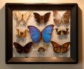 Frame butterflies