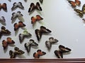 Frame with butterflies inside the Dubai Butterfly Garden