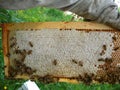Super Frame of capped honey and nectar Royalty Free Stock Photo